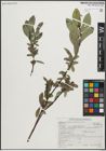 Foto von Salix pseudocordata Andersson